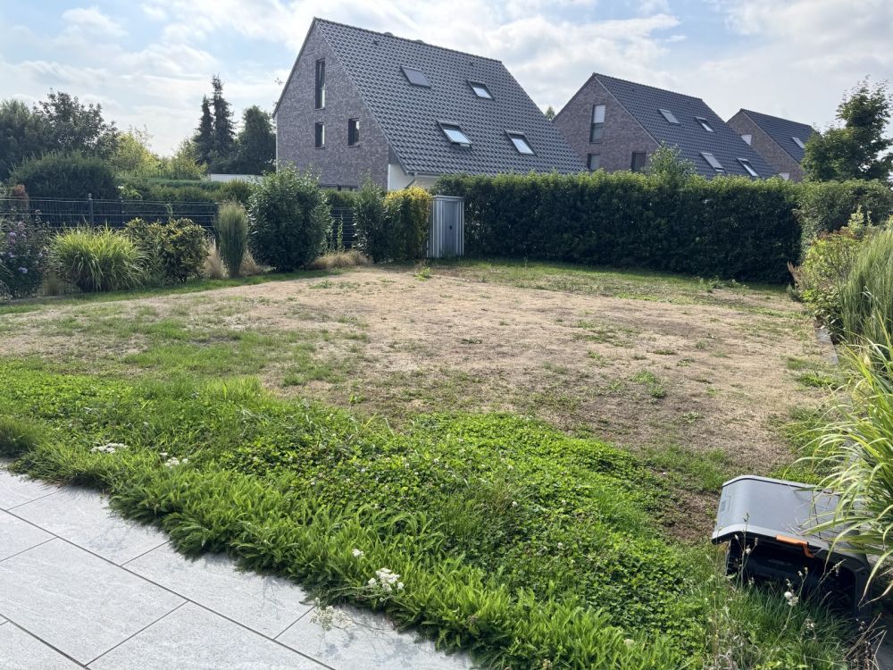 Rasen mit braunen Kahlstellen nach Sommerhitze